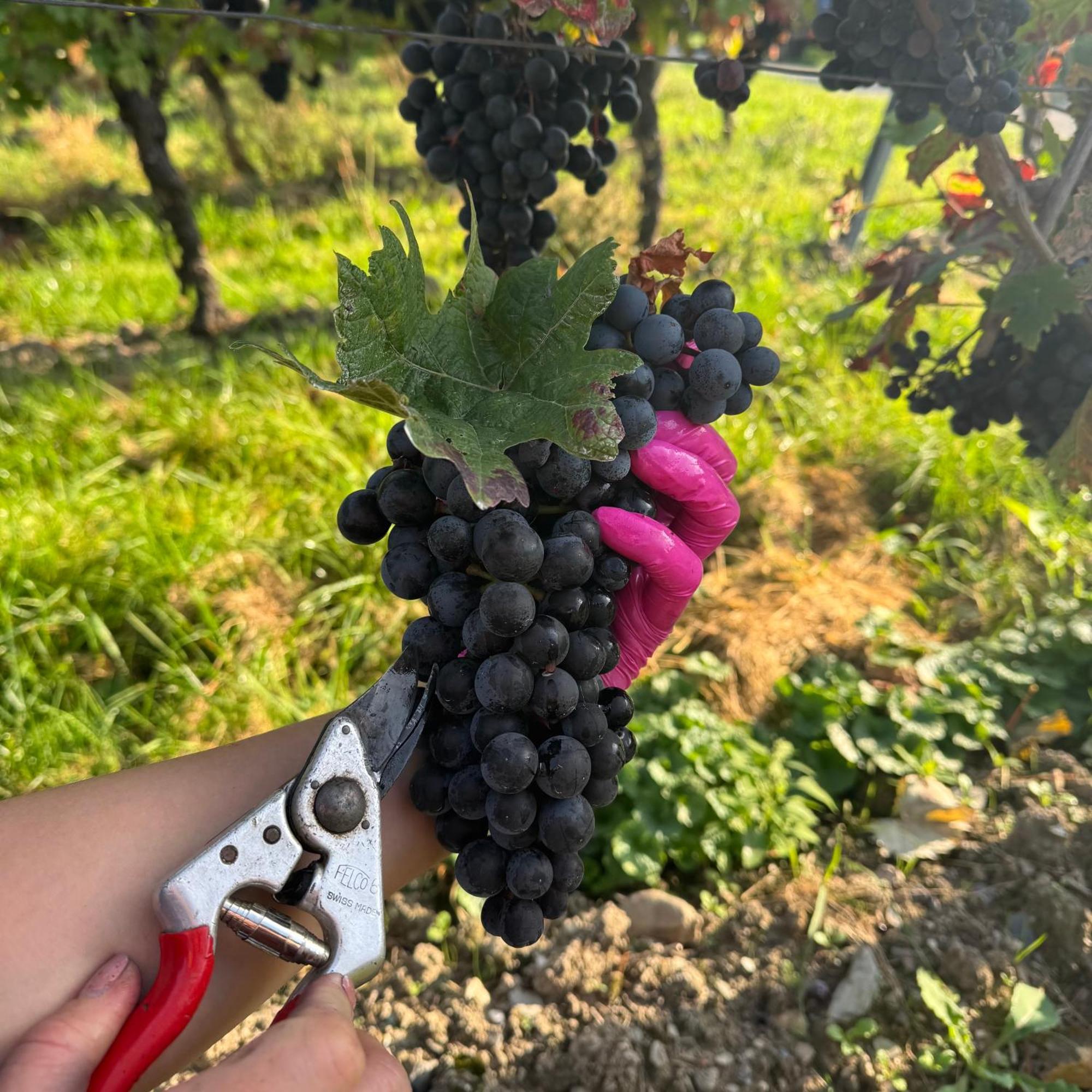 Weingut Tiliahof Acomodação com café da manhã Brauneberg Exterior foto