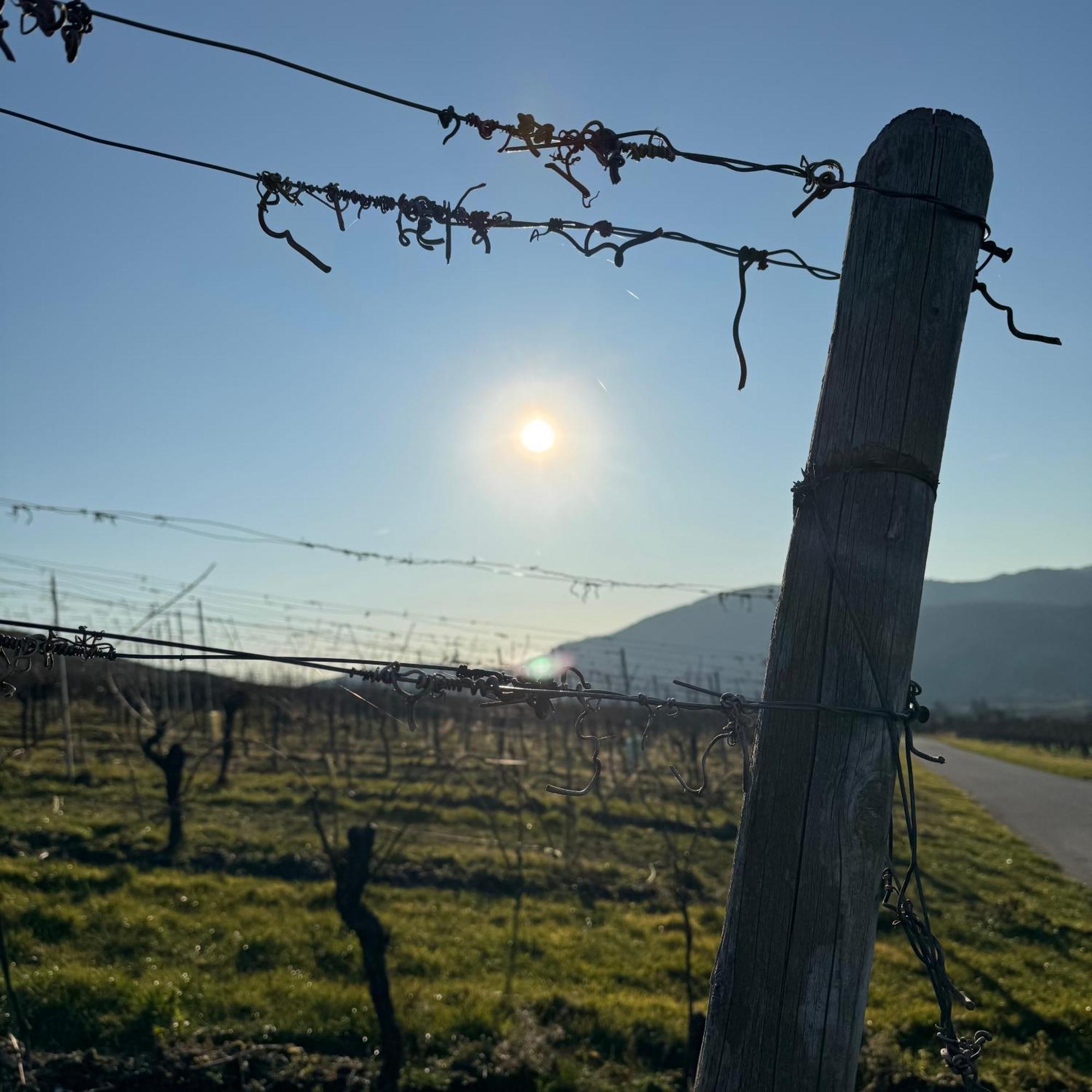 Weingut Tiliahof Acomodação com café da manhã Brauneberg Exterior foto