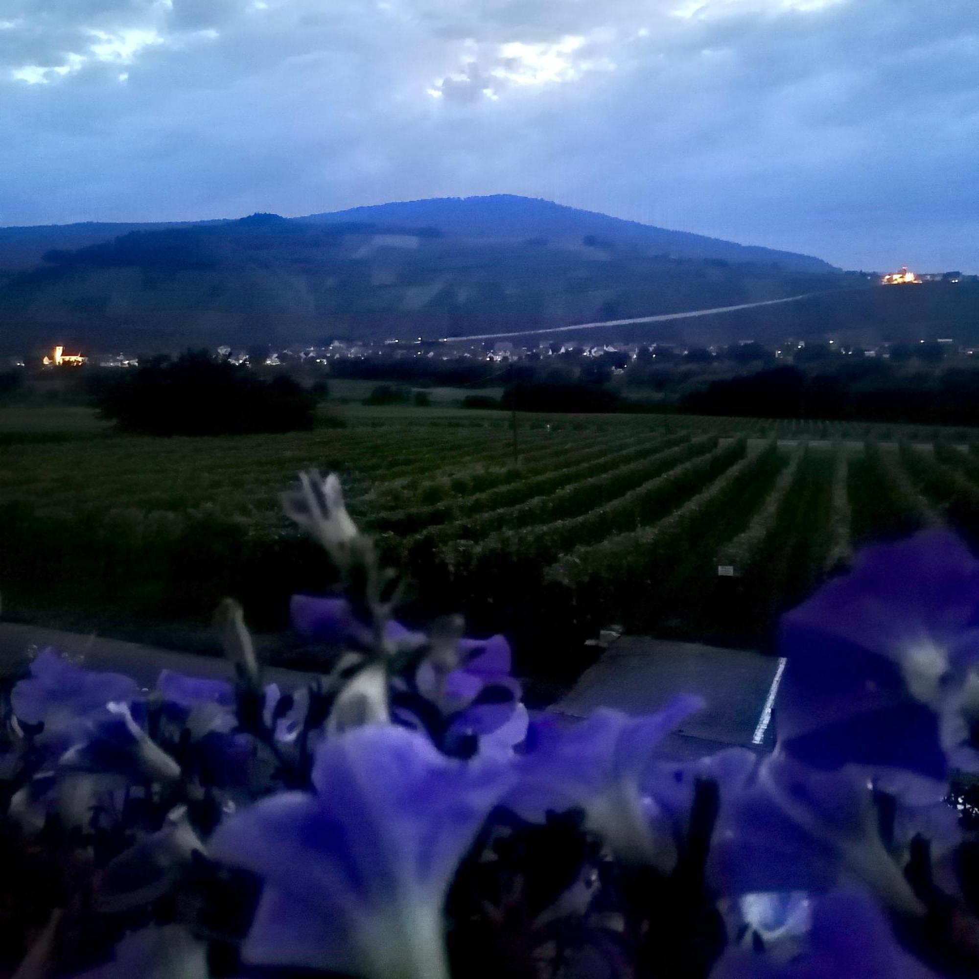 Weingut Tiliahof Acomodação com café da manhã Brauneberg Exterior foto