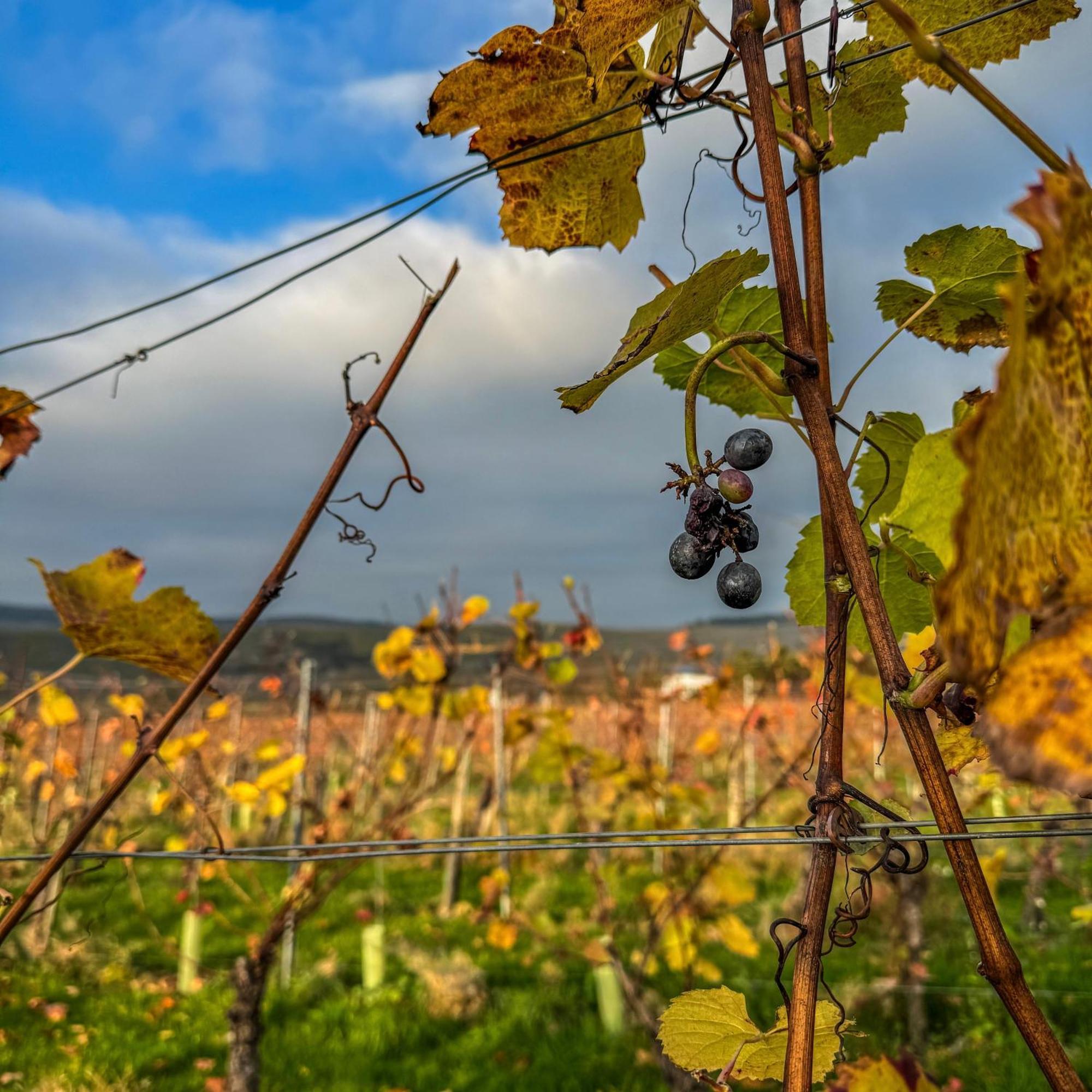 Weingut Tiliahof Acomodação com café da manhã Brauneberg Exterior foto